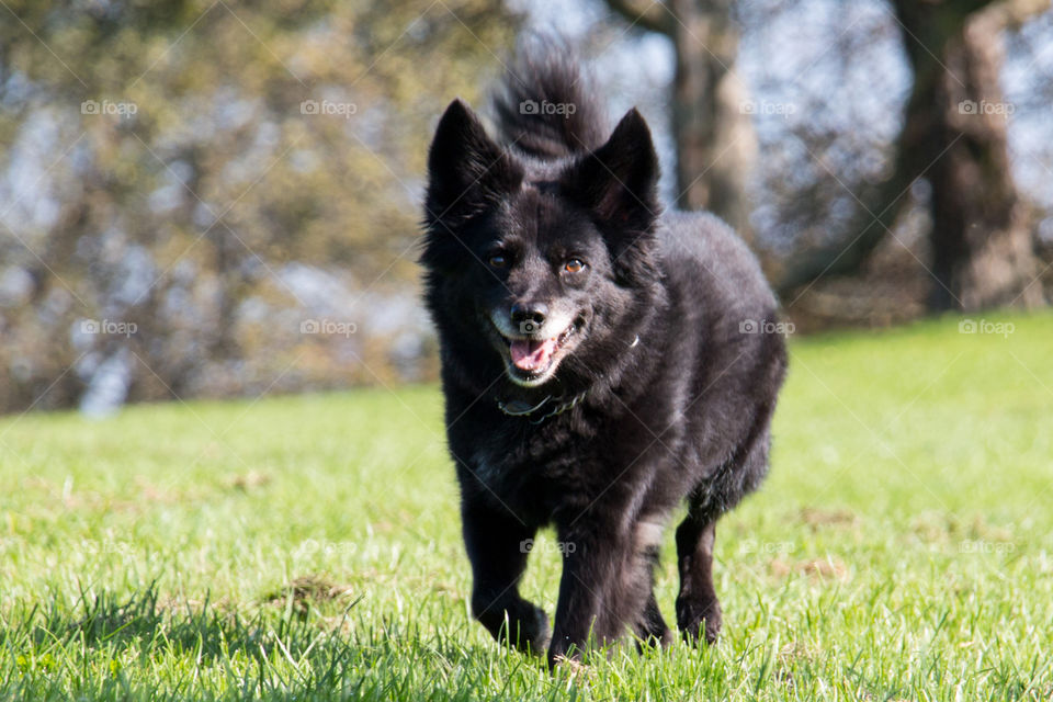 Dog walking in grass