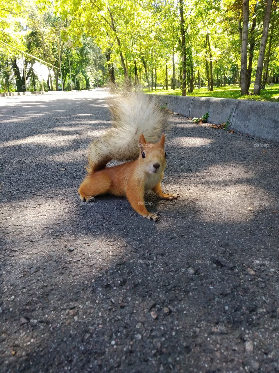 Squirrel