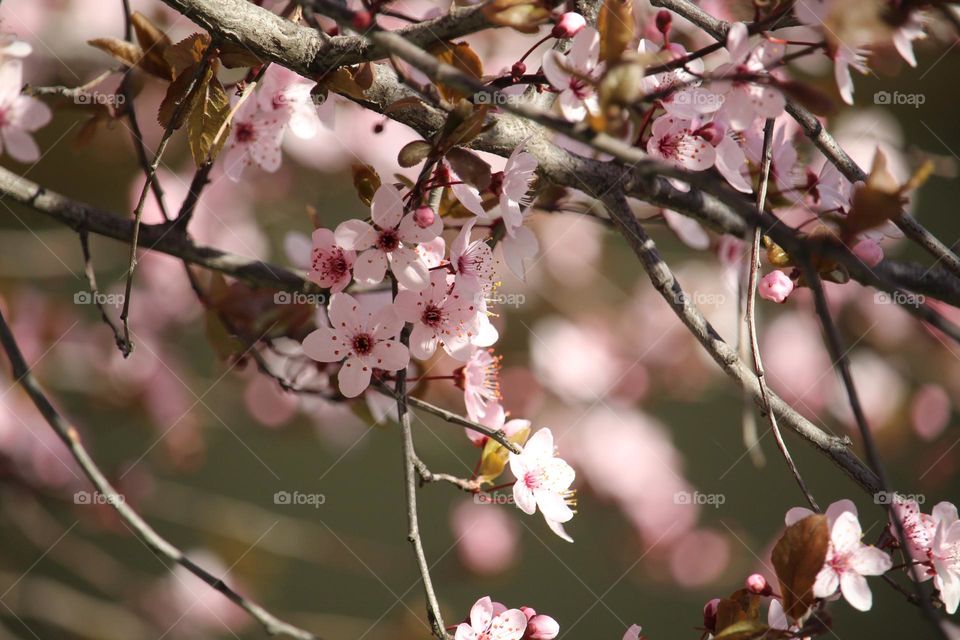 pink spring flowers