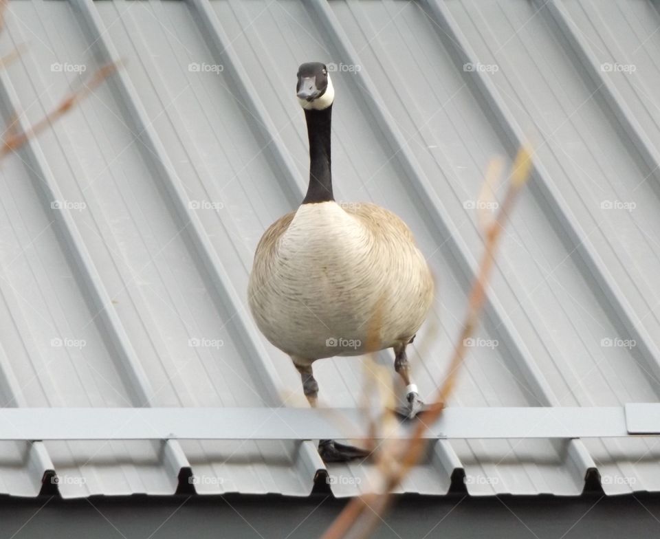 Canadian goose on the roof