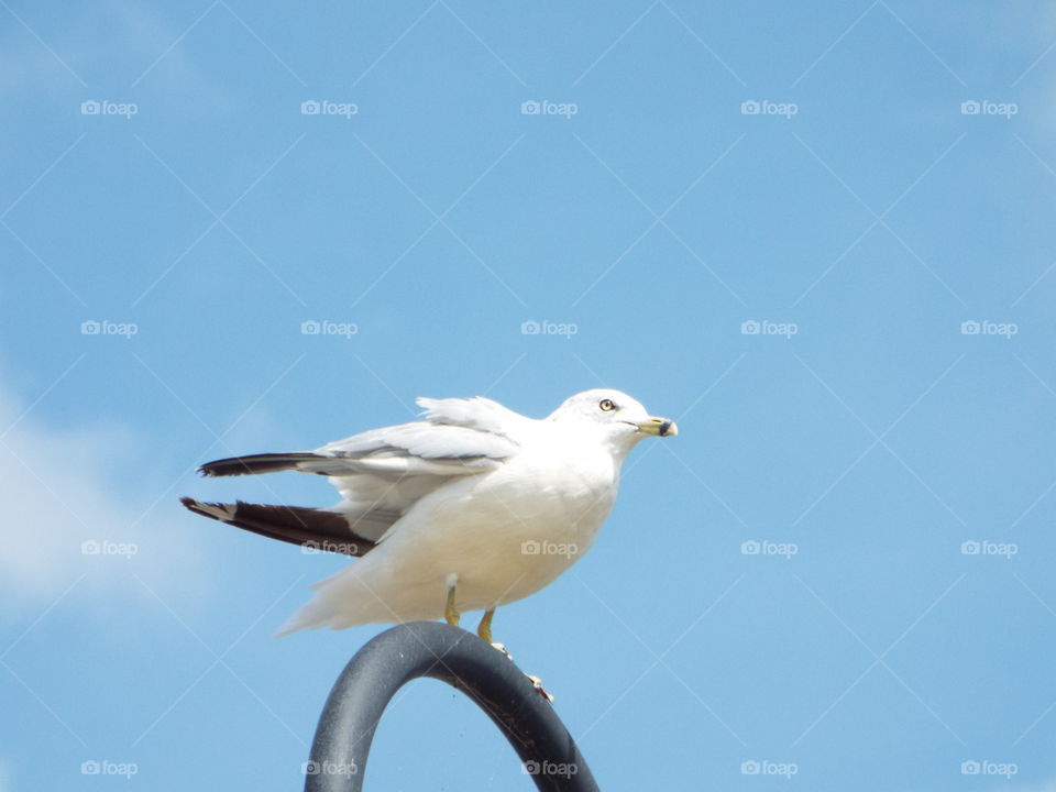 seagull