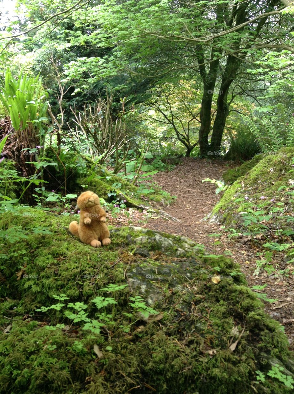 Blarney Castle grounds in fairy forest 