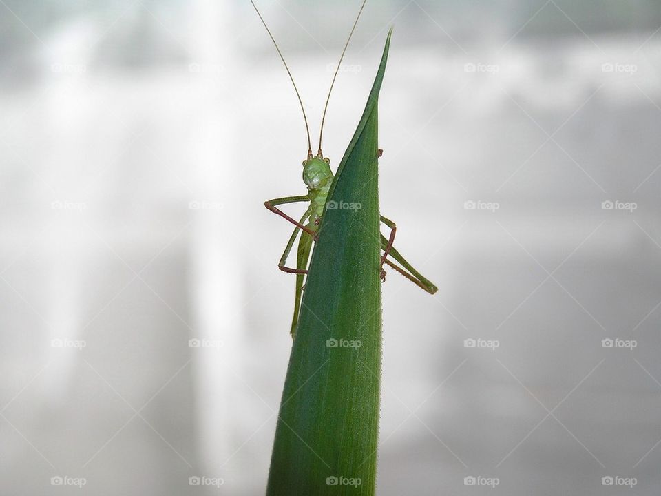Grasshopper
