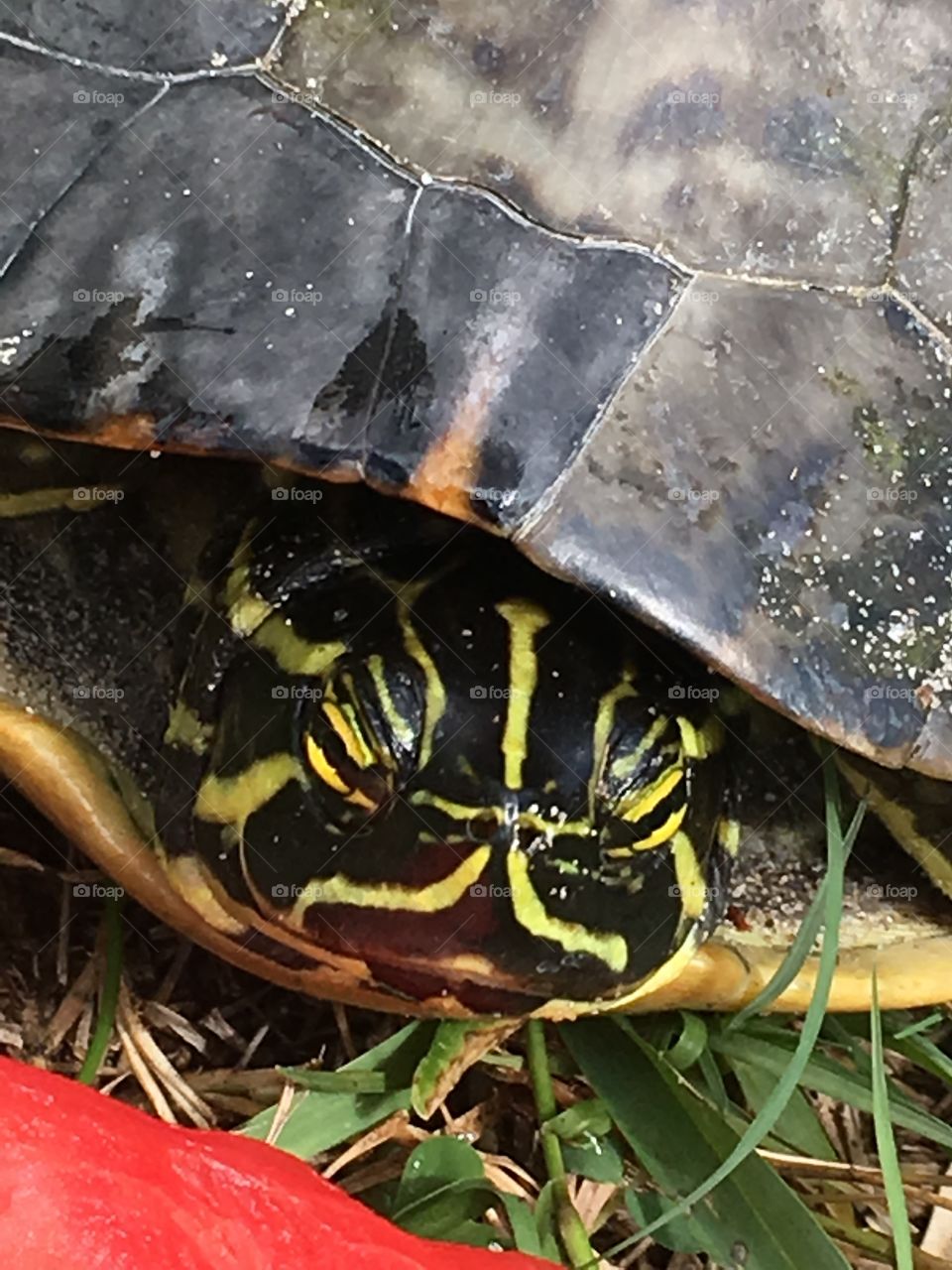 Green turtle eating watermelon in Florida 🍉