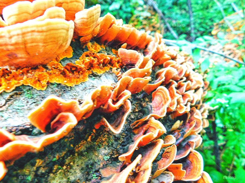 Fungi