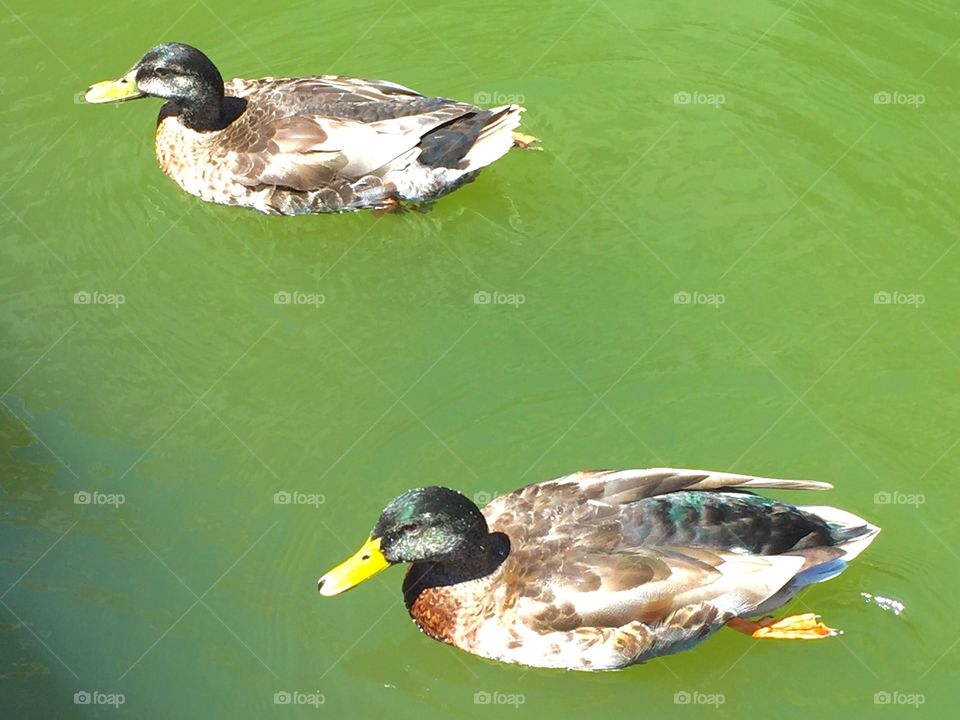 A pair of my favorite ducks. 