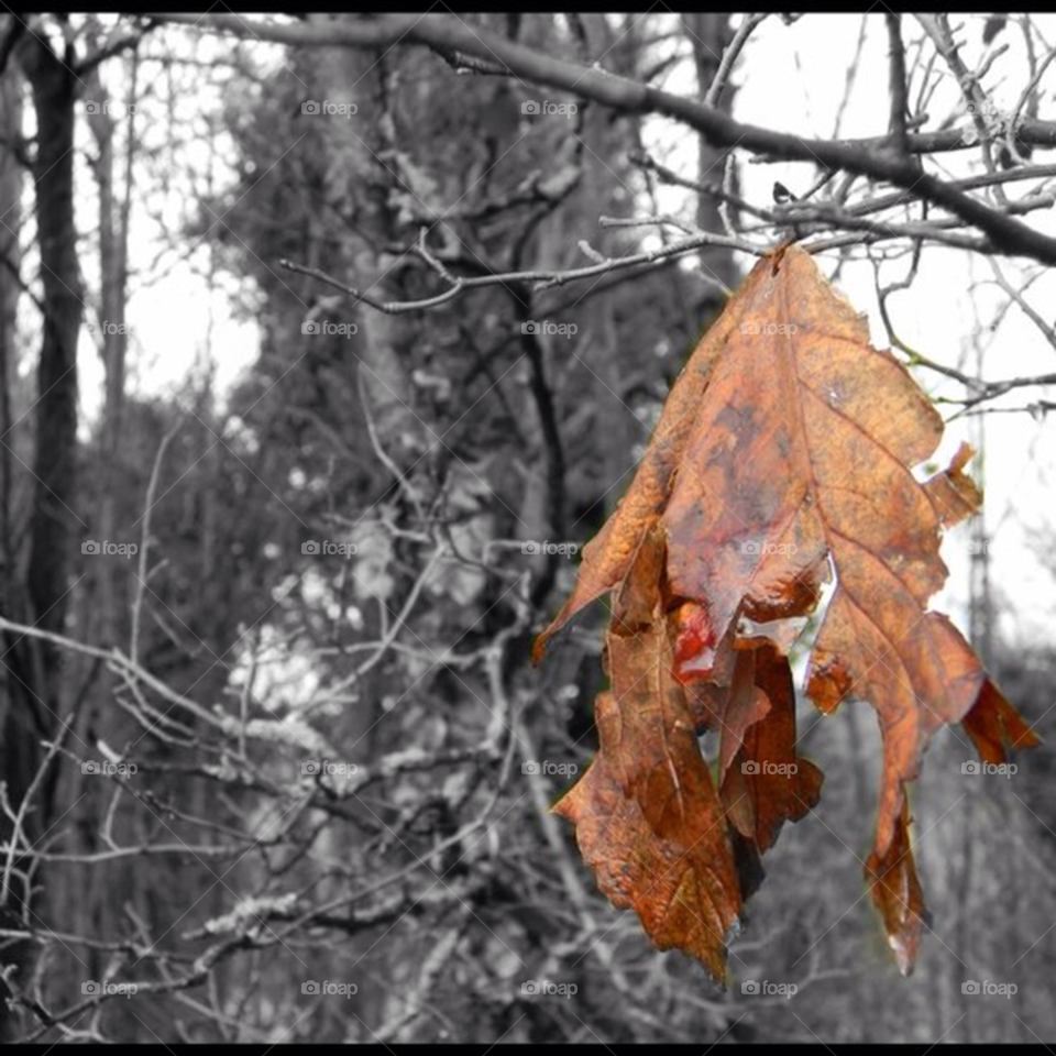 woods leaf autumn by SmileItsJo