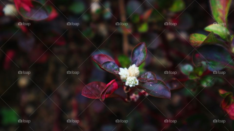 portrait of a flowers