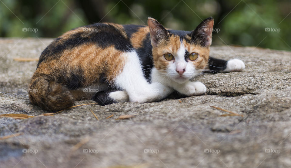 Cat in the Jungle. Chiang dao Thaïland
