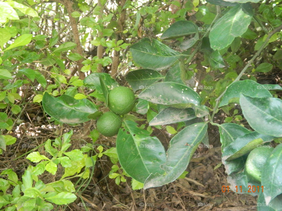 green tree lemon fruit
