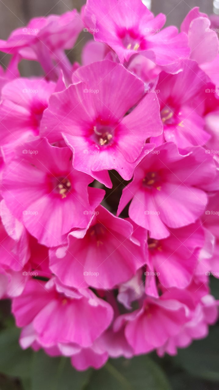 pink bunch