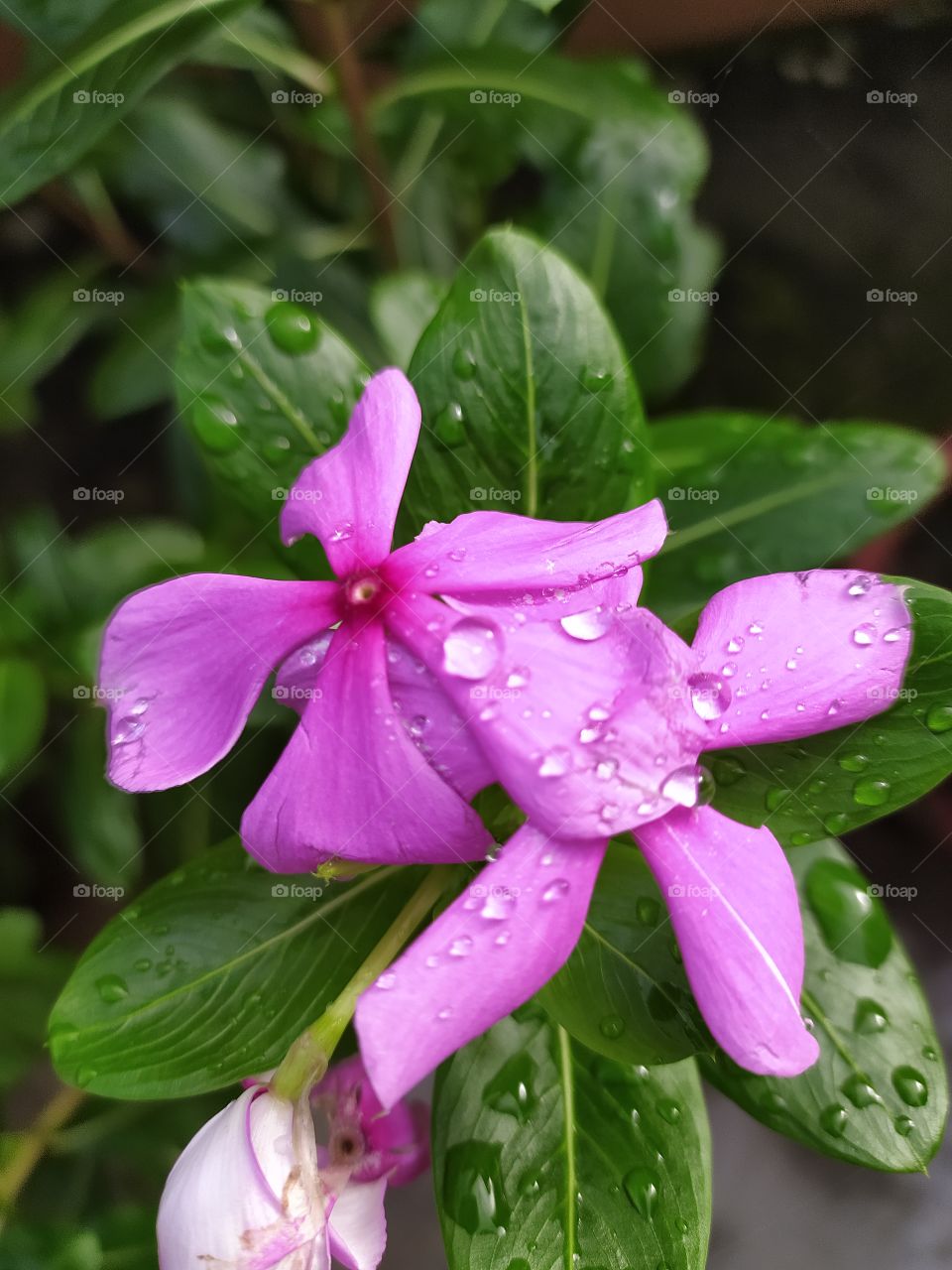 Pearls on the petals