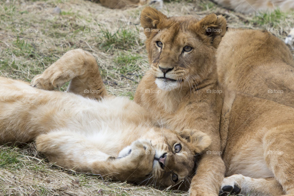 Lion cub playing in grass
