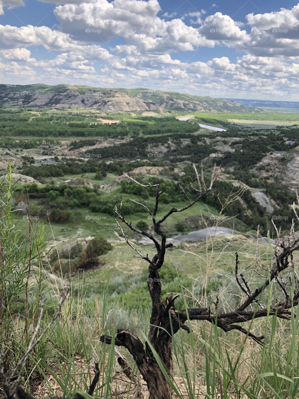 Dead Tree Branch in the Badlands