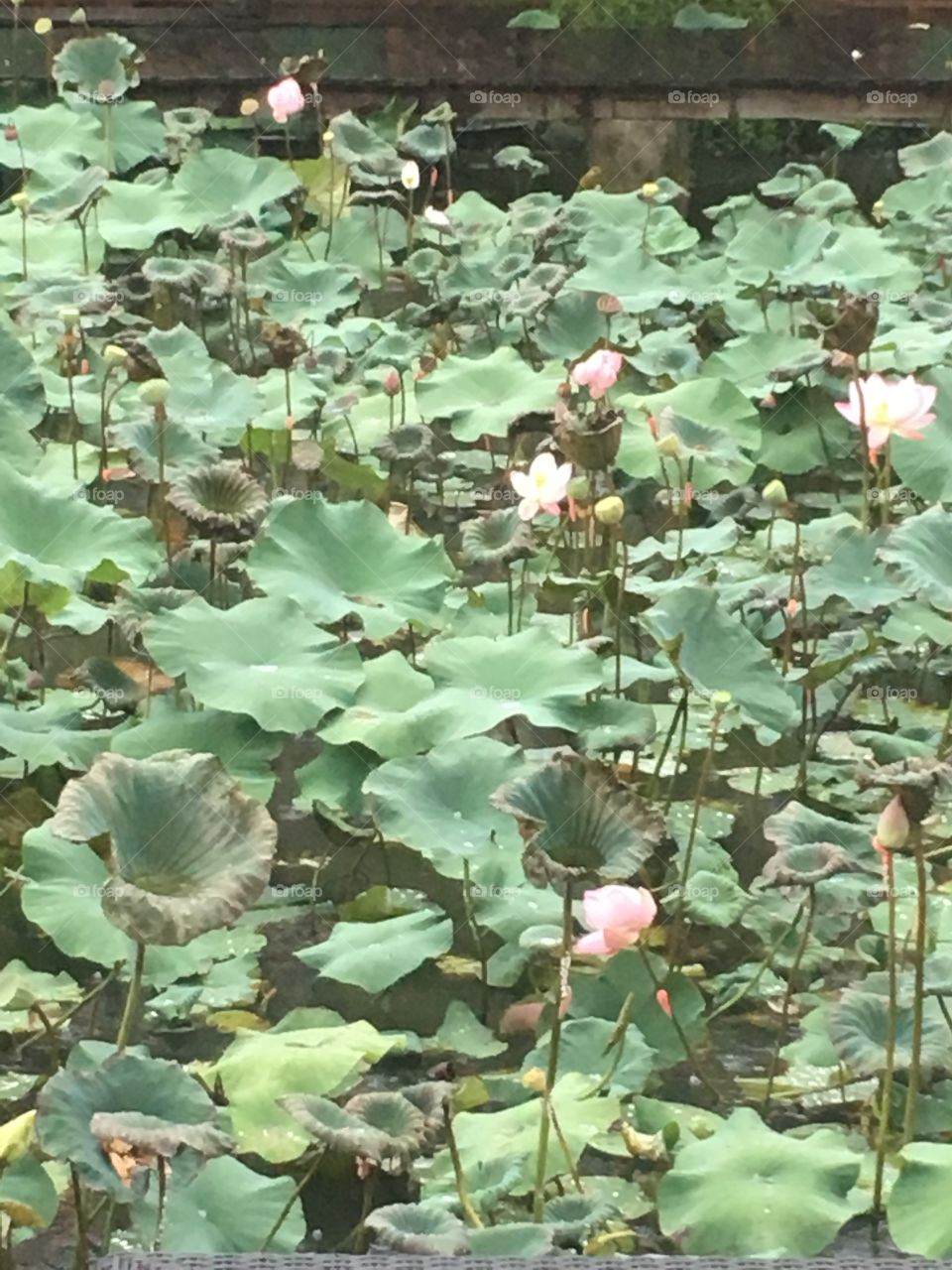 Water lily pads 