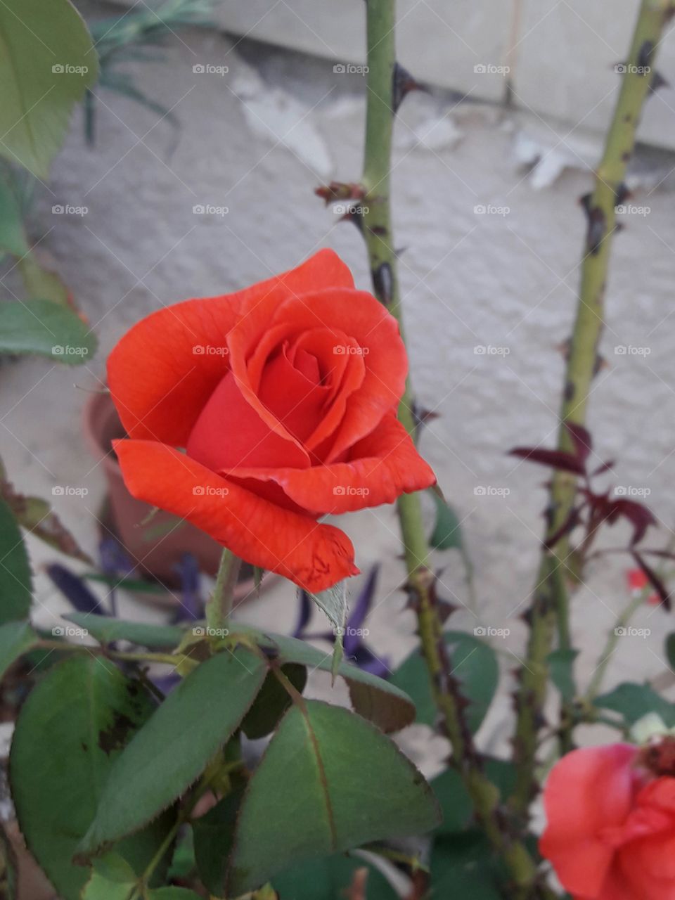 beautiful  red rose from a beautiful garden of flowers