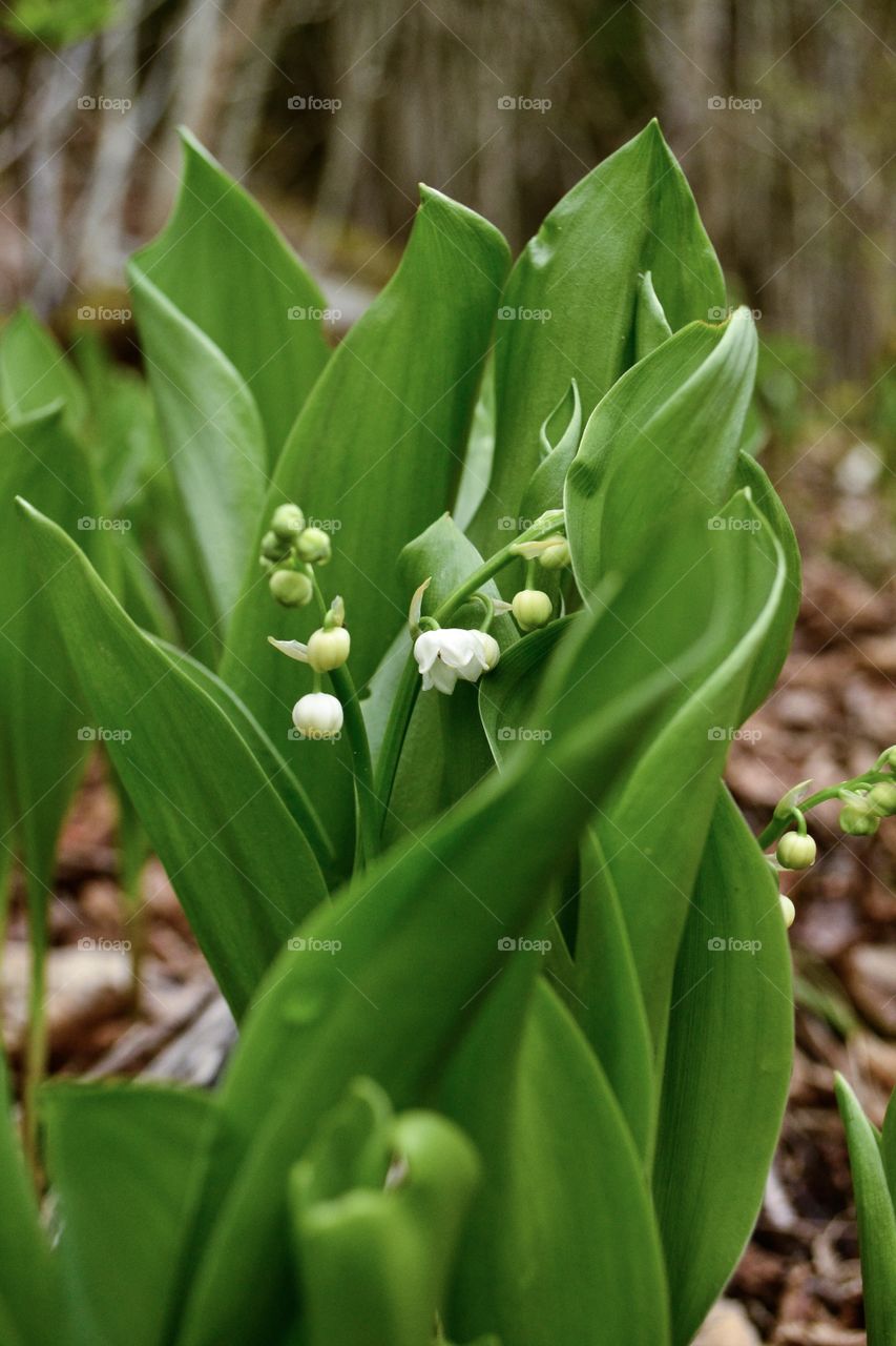 Close-up of fresh lily of the valley
