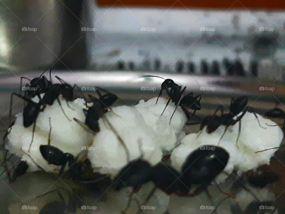 Hungry Black Carpenter ants closeup shot.