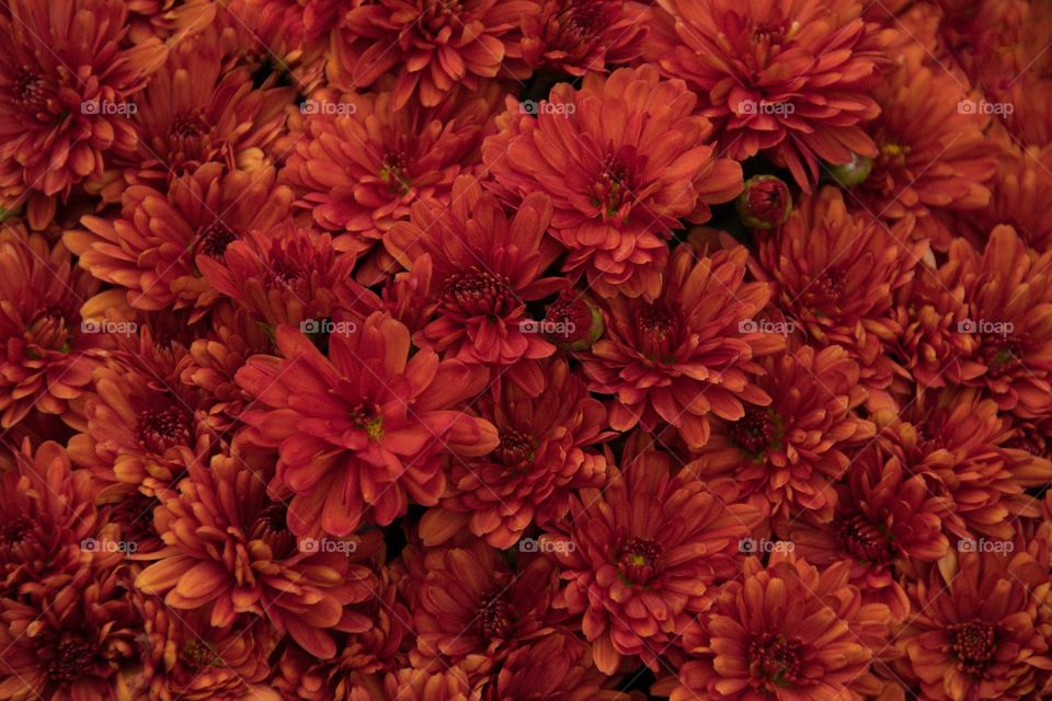 Crysanthemum full frame