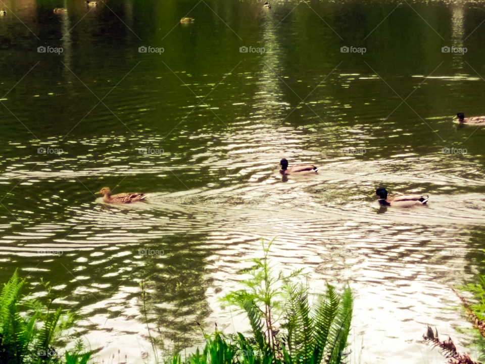 Sporting Ducks in the lake