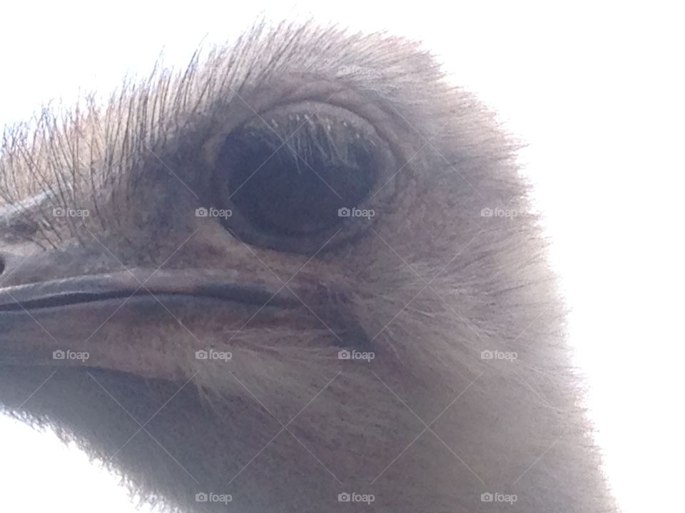 Ostrich close up