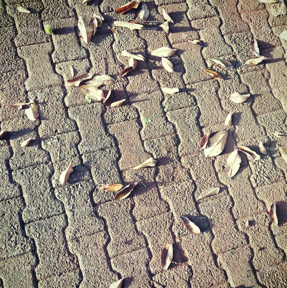 Leaf leaves are dry