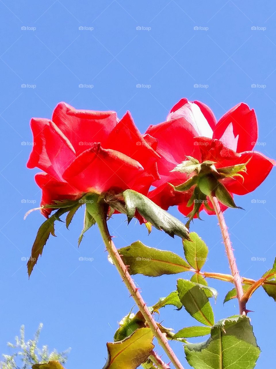 red roses in bloom