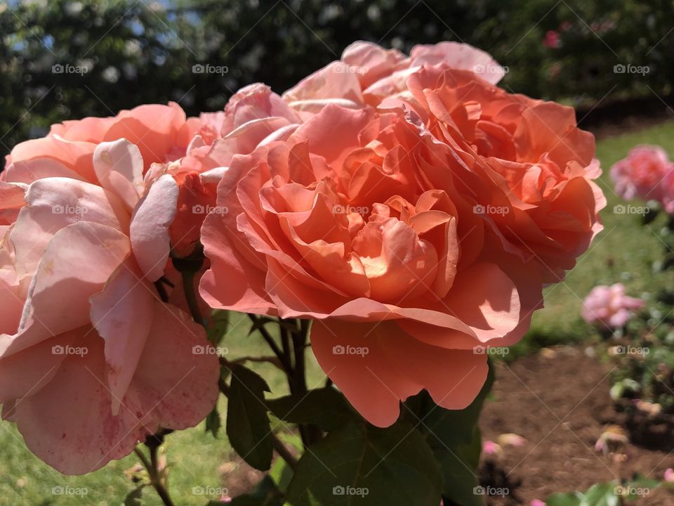 Beautiful orange rose