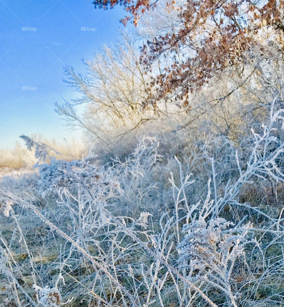 Frosty field - wild grass covered in frost