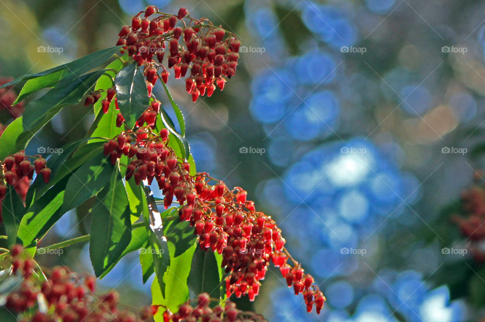 Early morning shots at a beautiful woodland garden! A bush with tiny red bell like buds just getting ready to burst open. They look like translucent pomegranate seeds in the sunlight. ๐