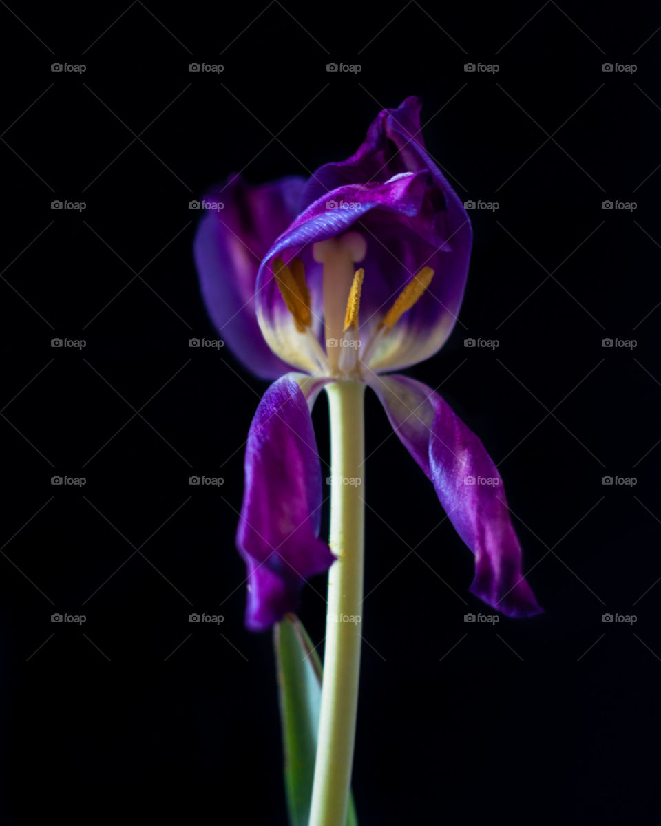 Fading flower on black background 