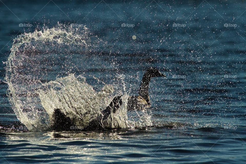 Goose Bathing