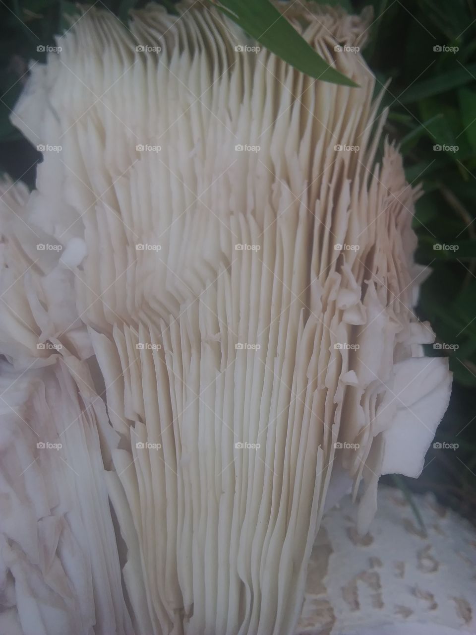 underneath a mushroom
