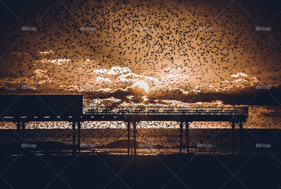 Starlings over Aberystwyth pier. 