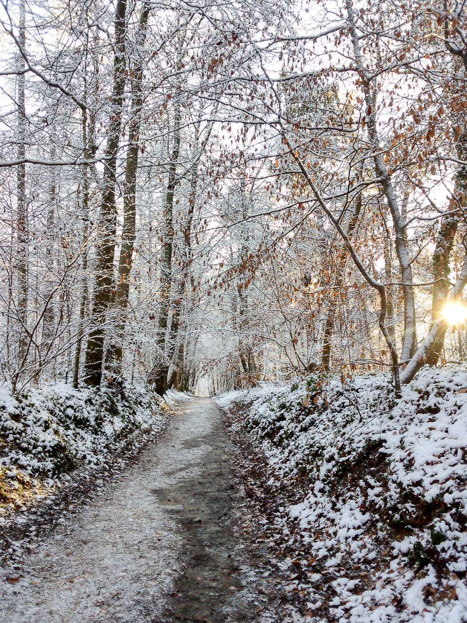 Winter in the Forêt de Soignes