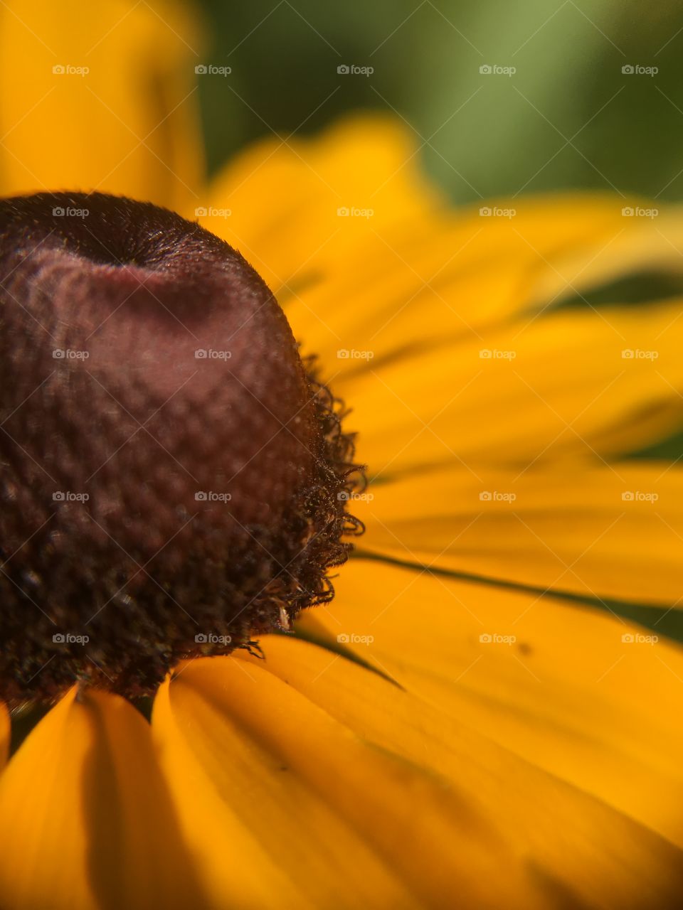 Black eyed Susan