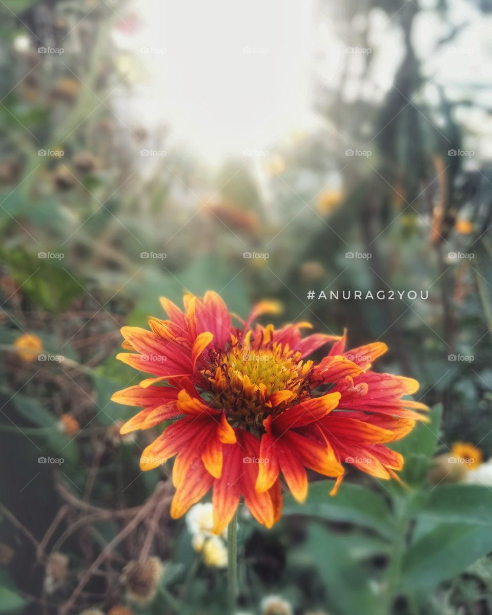 Flower in garden - closeup view.