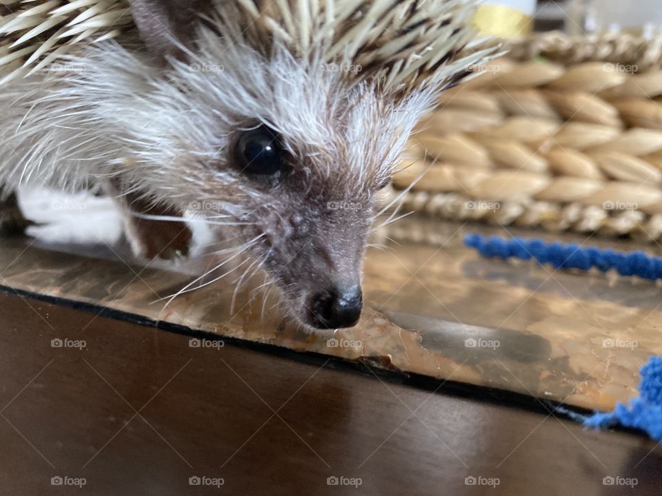 Hedgehog face 