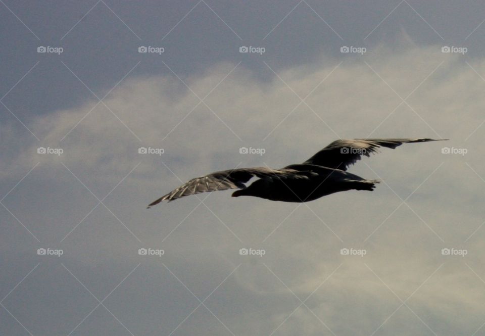 Close flying seagull