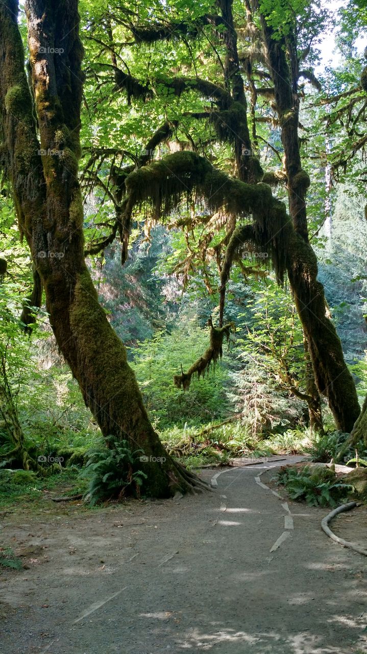 HOH Rainforest. Washington Aug 2015