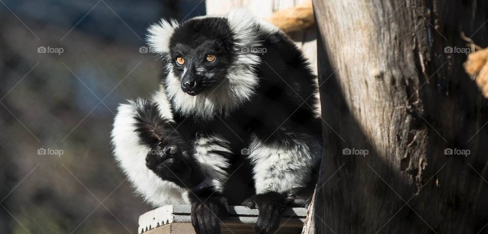 Lemur 