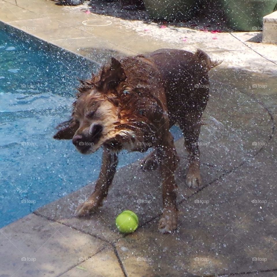 Marley's Water Shake