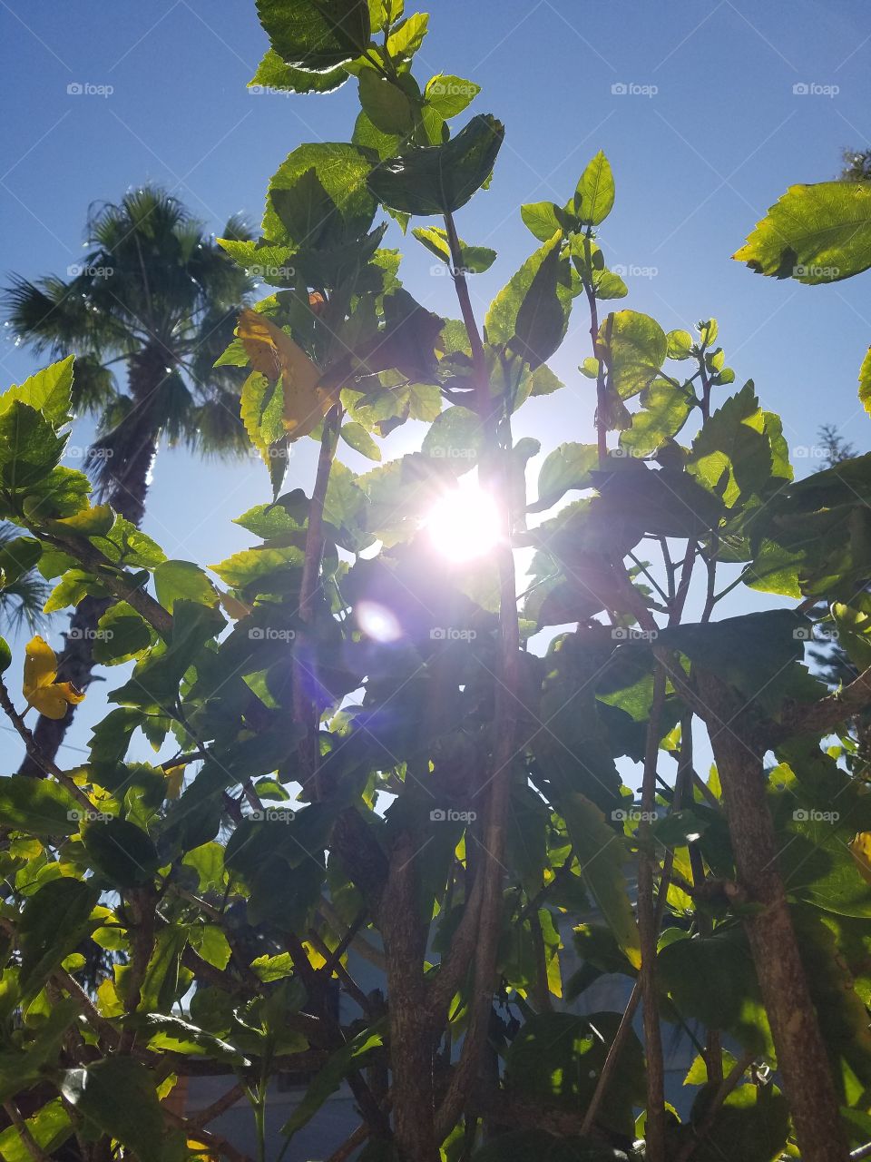 Sunshine Through the Trees
