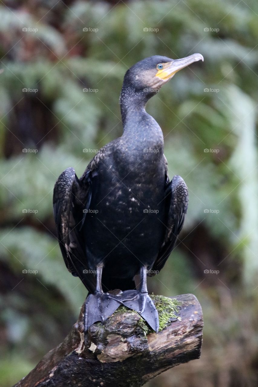 Cormorant 
