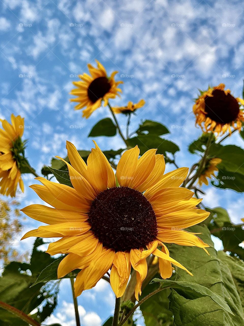 Summertime Sunflowers