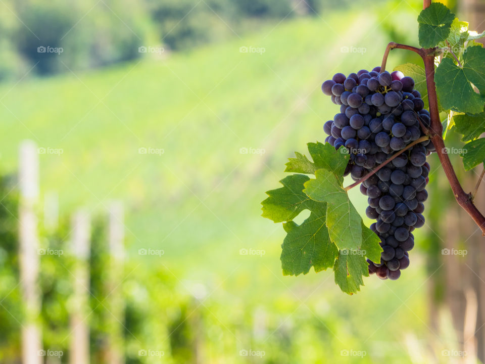 wine grape with vineyards landscape