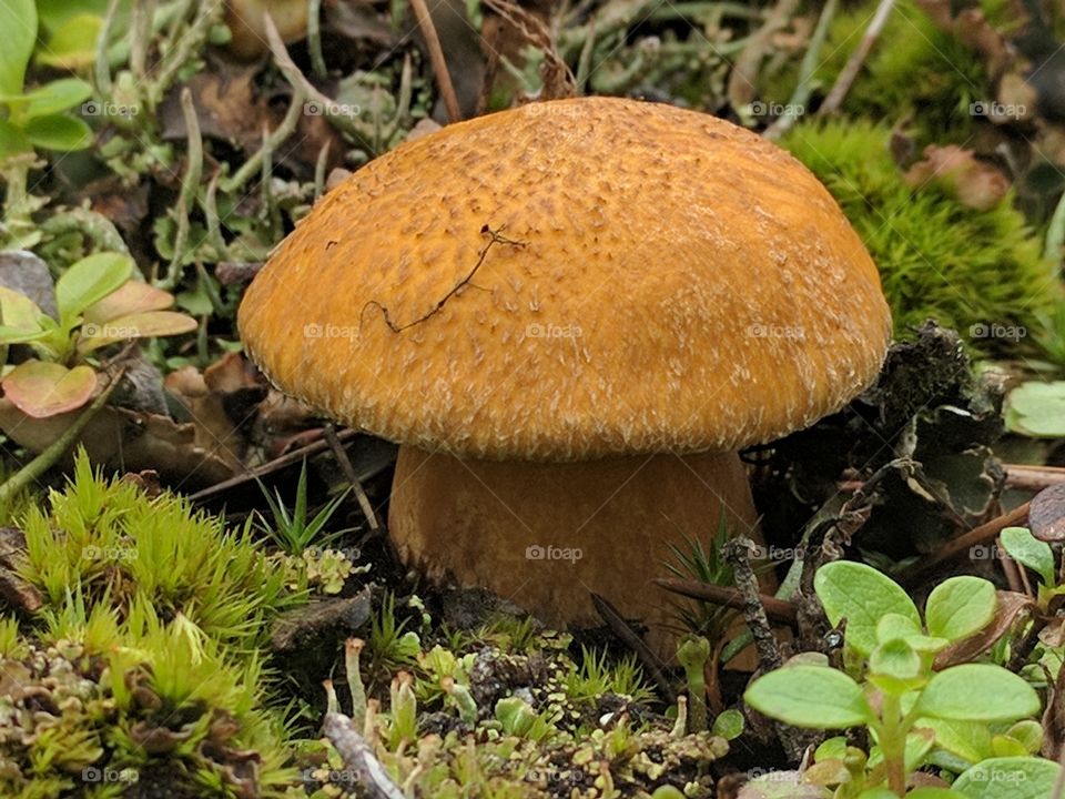toadstool