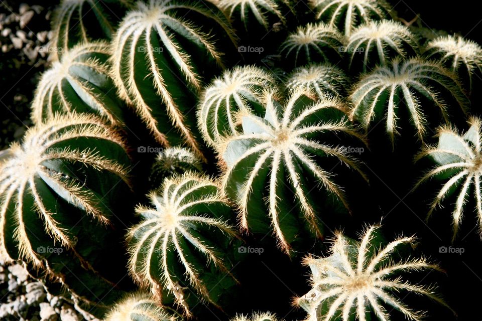 Cactus 