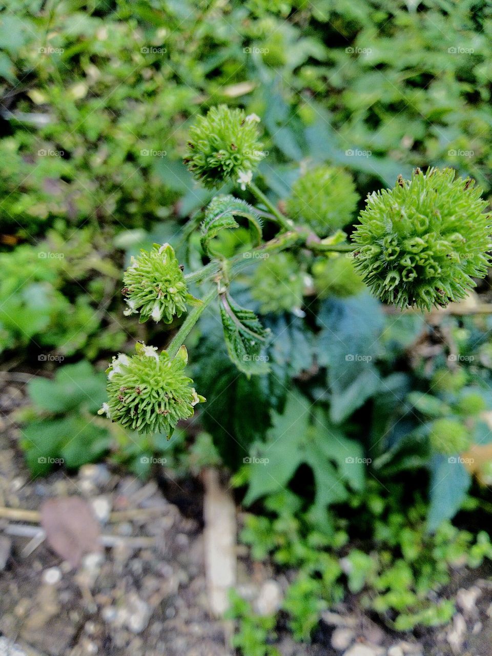 Hyptis is a genus of flowering plants belonging to the Lamiceae tribe.