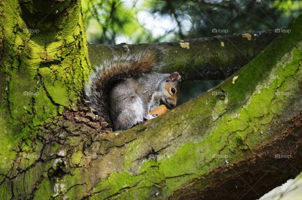 squirrel and tree in the macro